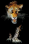 leopard_walks.gif